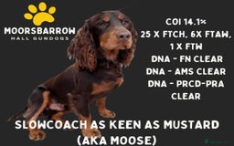 Cocker Spaniel dogs for sale: Only 1 pup left! Fantastic WCS health tested pup  - Image 2