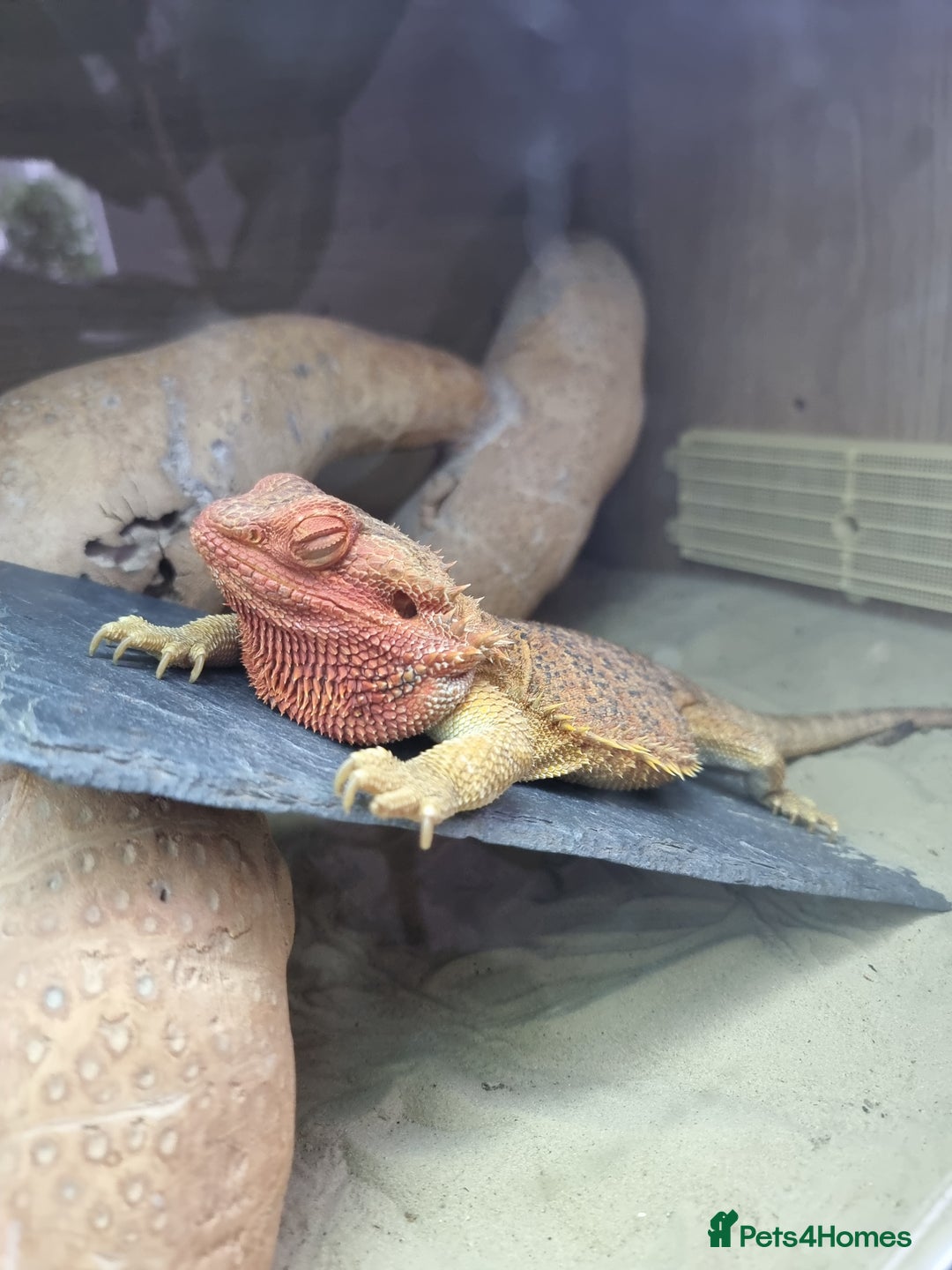 Bearded Dragon reptiles for sale: Bearded dragon and setup looking to be rehomed - Advert 6
