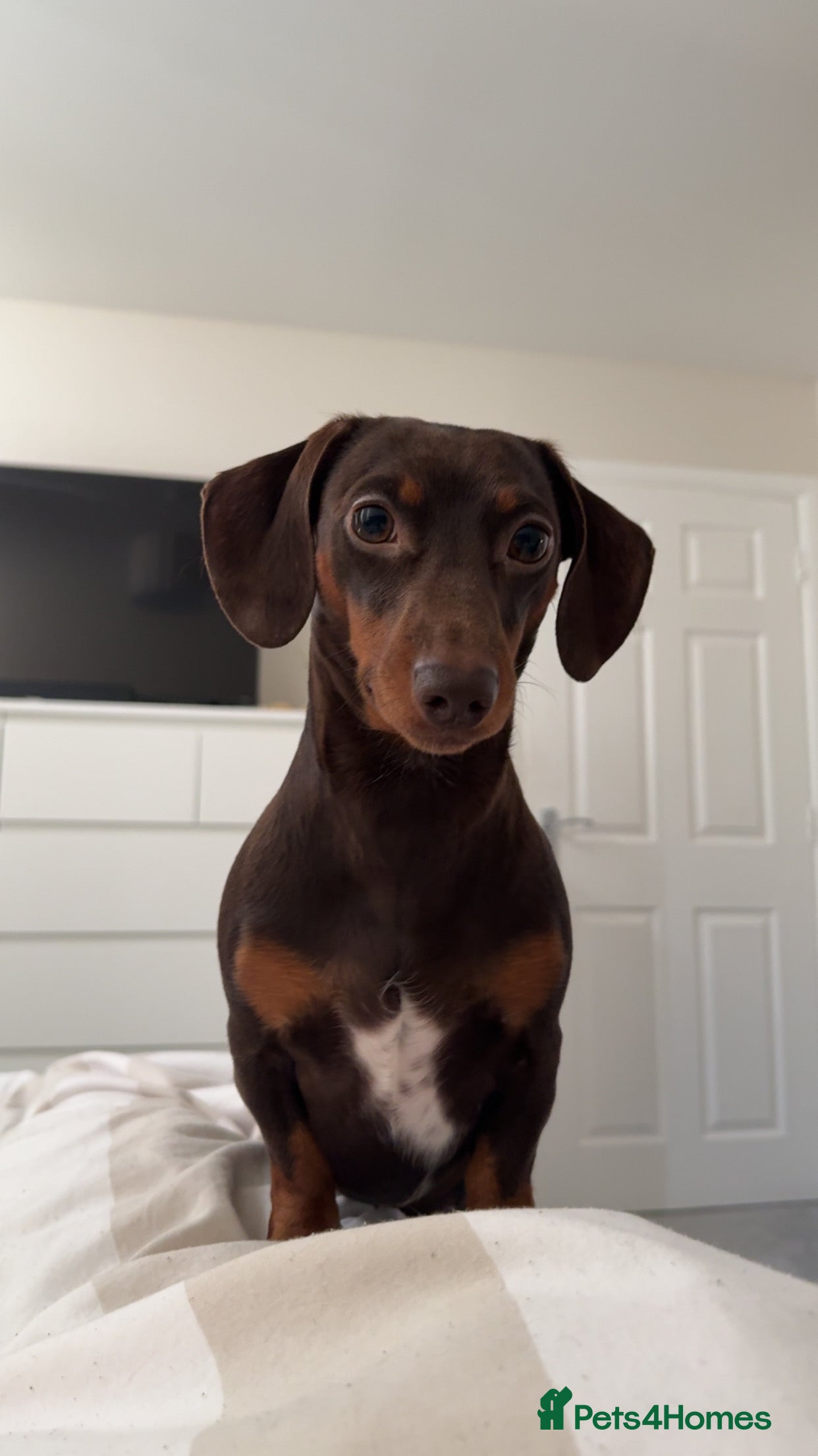 Miniature Dachshund dogs PICKLE: For Stud Only - Advert 2