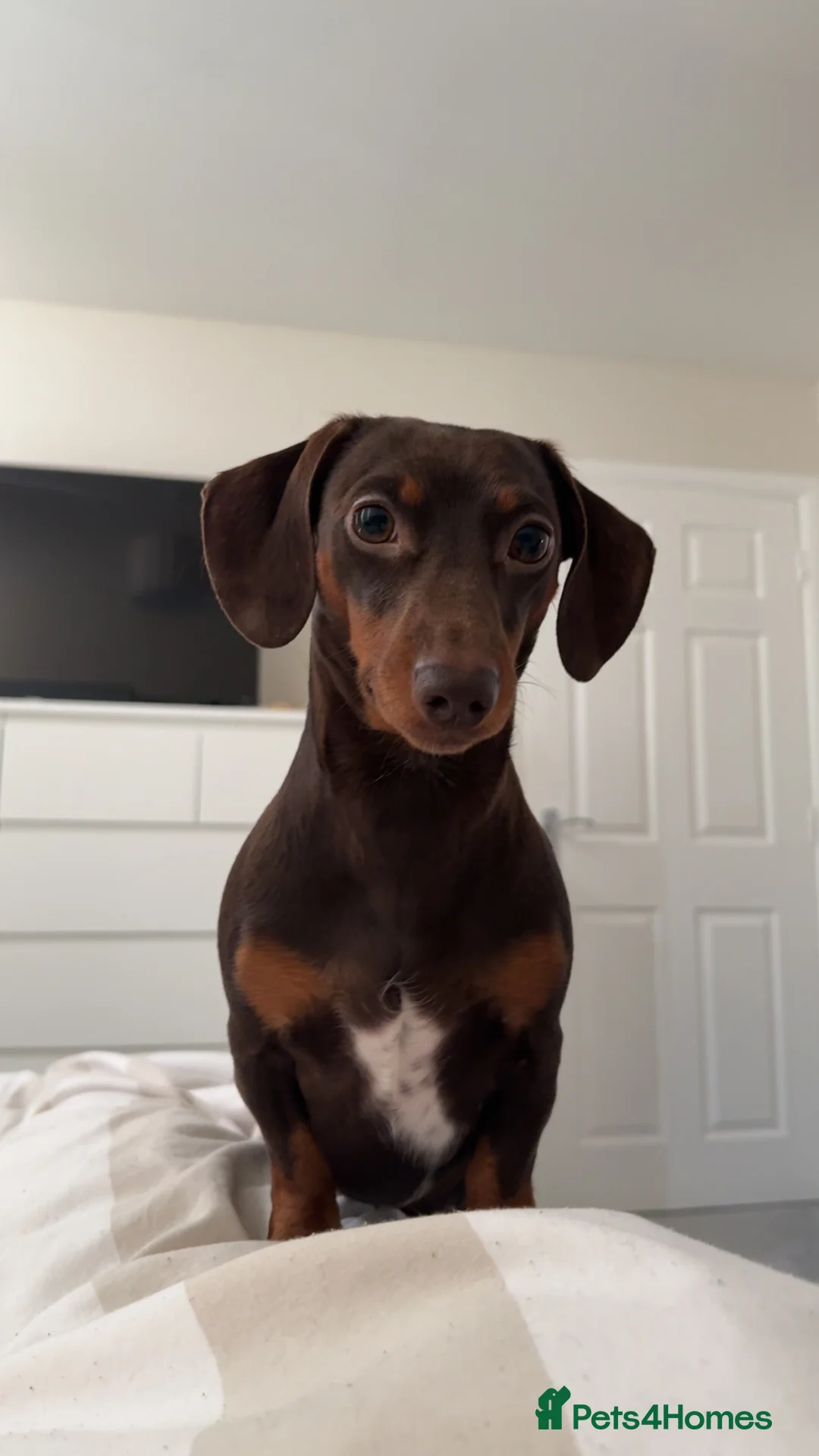 Miniature Dachshund dogs for stud: PICKLE: For Stud Only - Advert 1