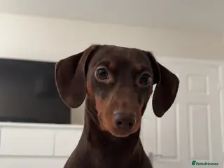 Miniature Dachshund dogs PICKLE: For Stud Only - Advert 2