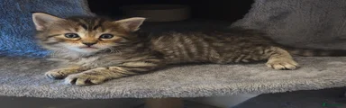 Kitten #3