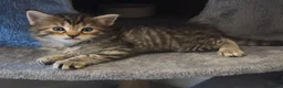Maine Coon cats for sale: Maine Coon x kittens - Advert 4