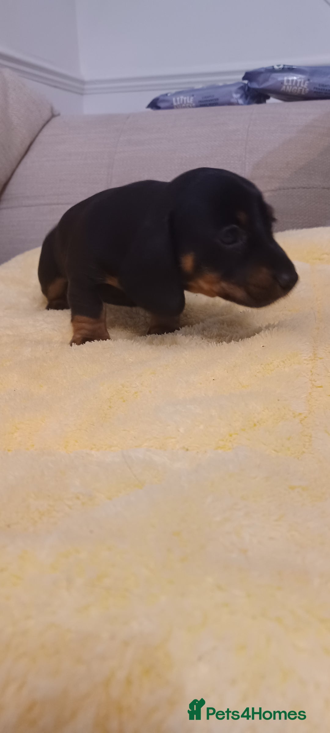 Miniature Dachshund dogs for sale: Miniature daschund  - Advert 8