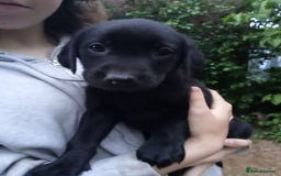 Labrador Retriever dogs for sale: KC Registered Labrador Retriever Puppies in Ross-on-Wye - Image 27