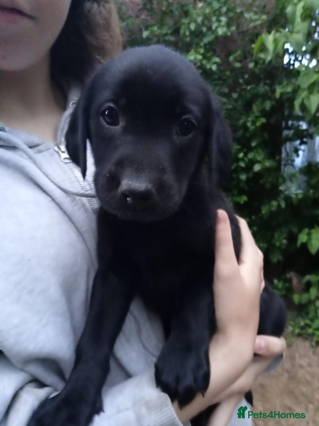 Labrador Retriever dogs for sale: KC Registered Labrador Retriever Puppies in Ross-on-Wye - Image 27