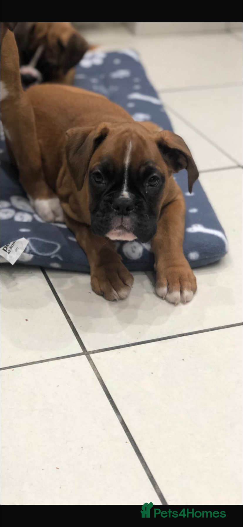 Boxer dogs Boxer pups  - Advert 4