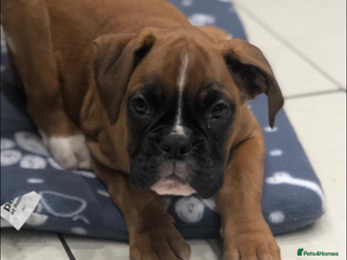 Boxer dogs Boxer pups - Advert 9