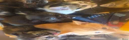 Mixed Breed cats for sale: Little kittens  - Advert 2