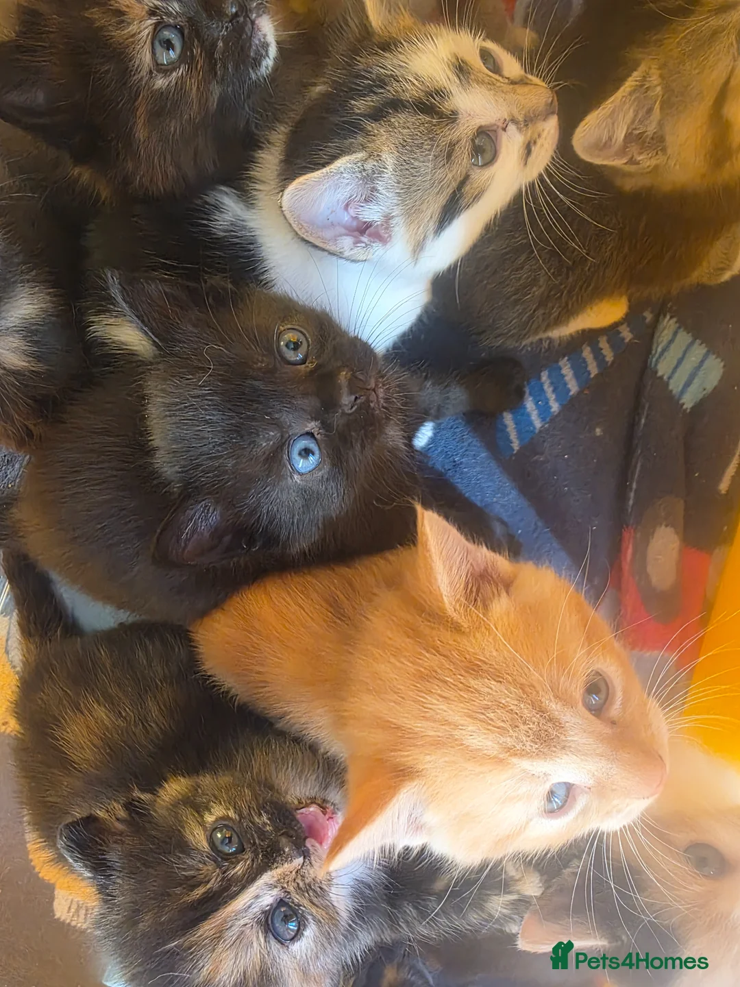 Mixed Breed cats for sale: Little kittens  - Advert 2