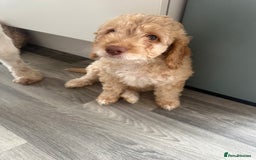 Cockapoo dogs for sale: - 3 Cockapoo Puppies - ! collect today ! Chester - - Image 18