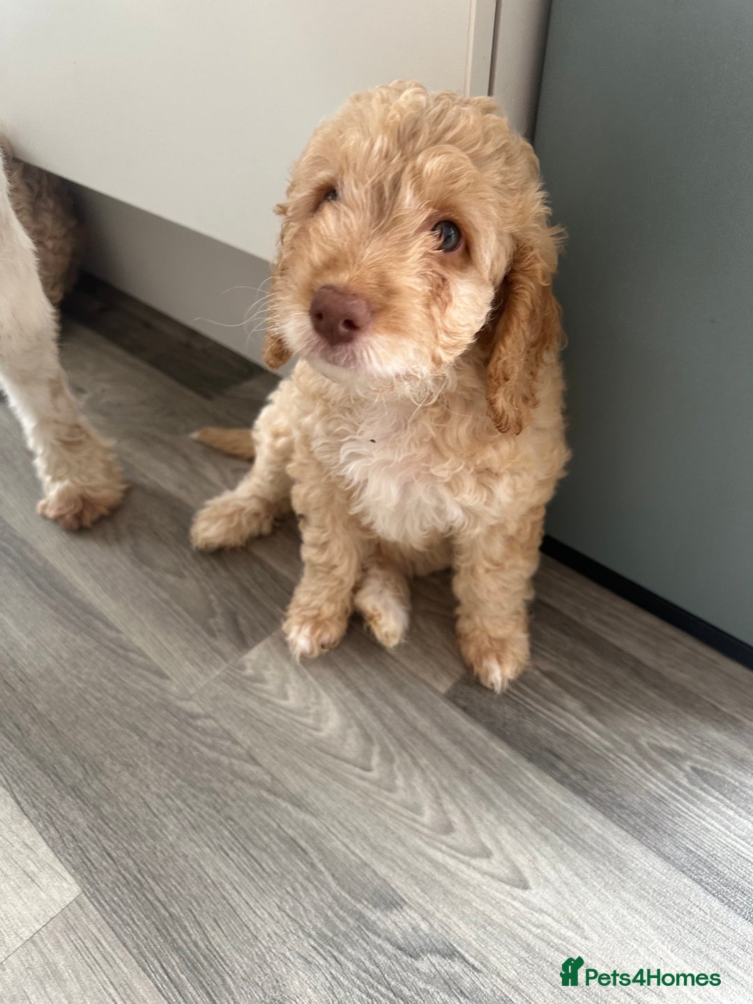 Cockapoo dogs for sale: - 3 Cockapoo Puppies - ! collect today ! Chester - - Image 18