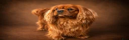 Cavalier King Charles Spaniel dogs for stud: KC Reg Health Tested Proven Cavalier King Charles - Advert 4