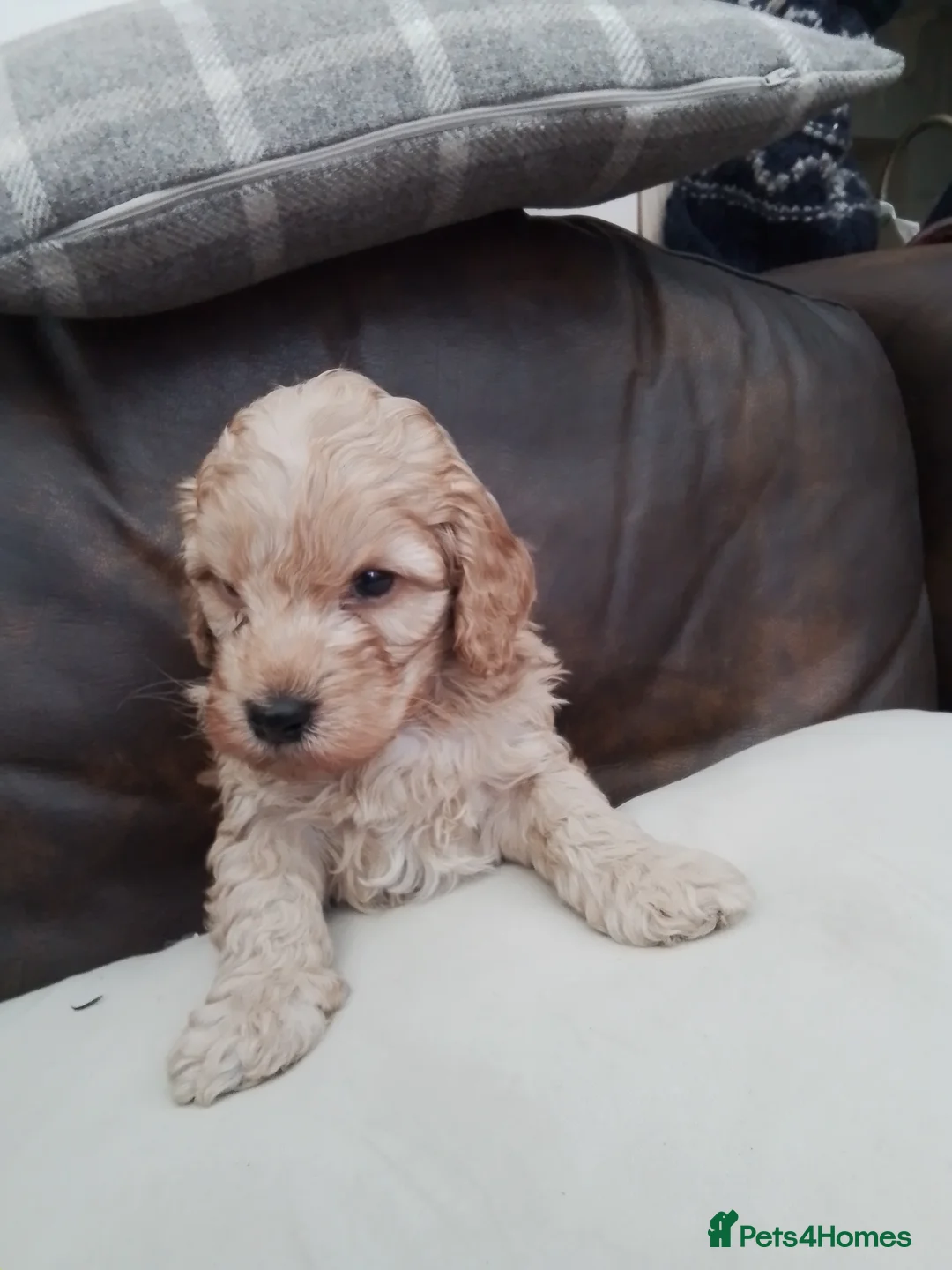 Cockapoo dogs for sale: Stunning cockapoo puppies f1b - Advert 2