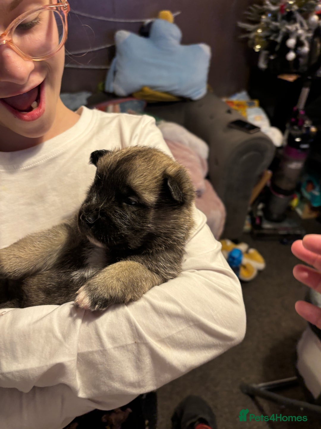 Akita dogs for sale: American Akita puppies - Advert 9