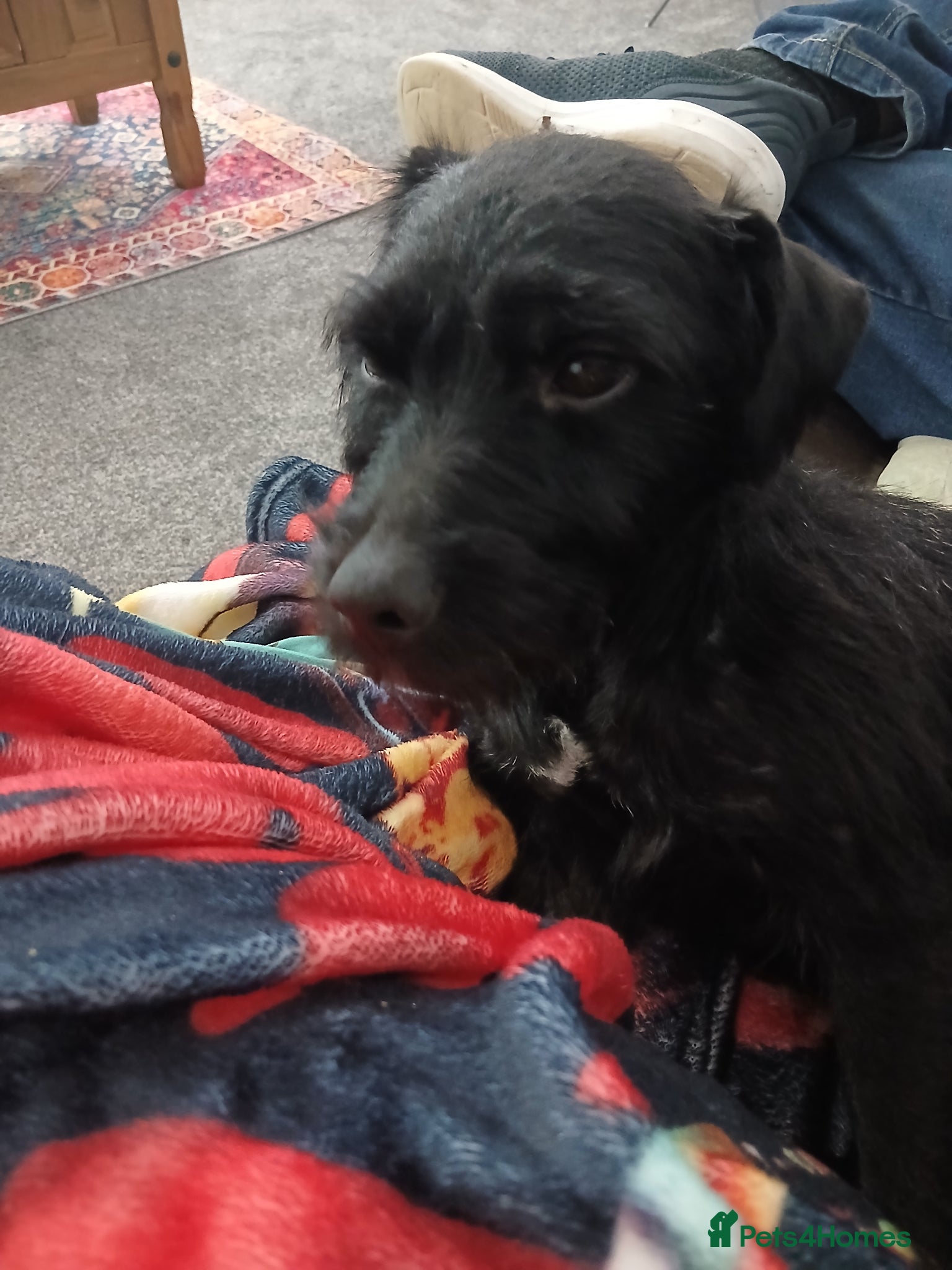 Patterdale Terrier dogs Bernie  - Advert 9
