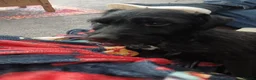 Patterdale Terrier dogs for sale: Bernie  in Wallasey - Advert 1