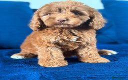 Cockapoo dogs for sale: Beautiful cockapoo puppies only  girls left  - Image 22