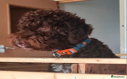 Lagotto Romagnolo dogs for sale: Lagotto Romagnolo - The Best breed ever  - Image 9