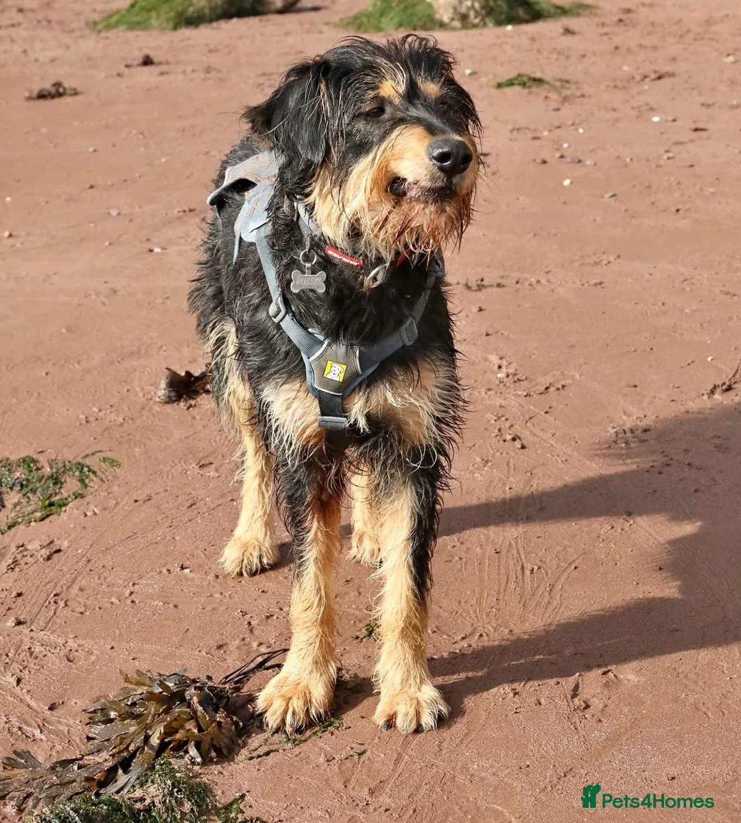 Mixed Breed dogs for adoption: Meet rex 😍  in Hengoed - Advert 5