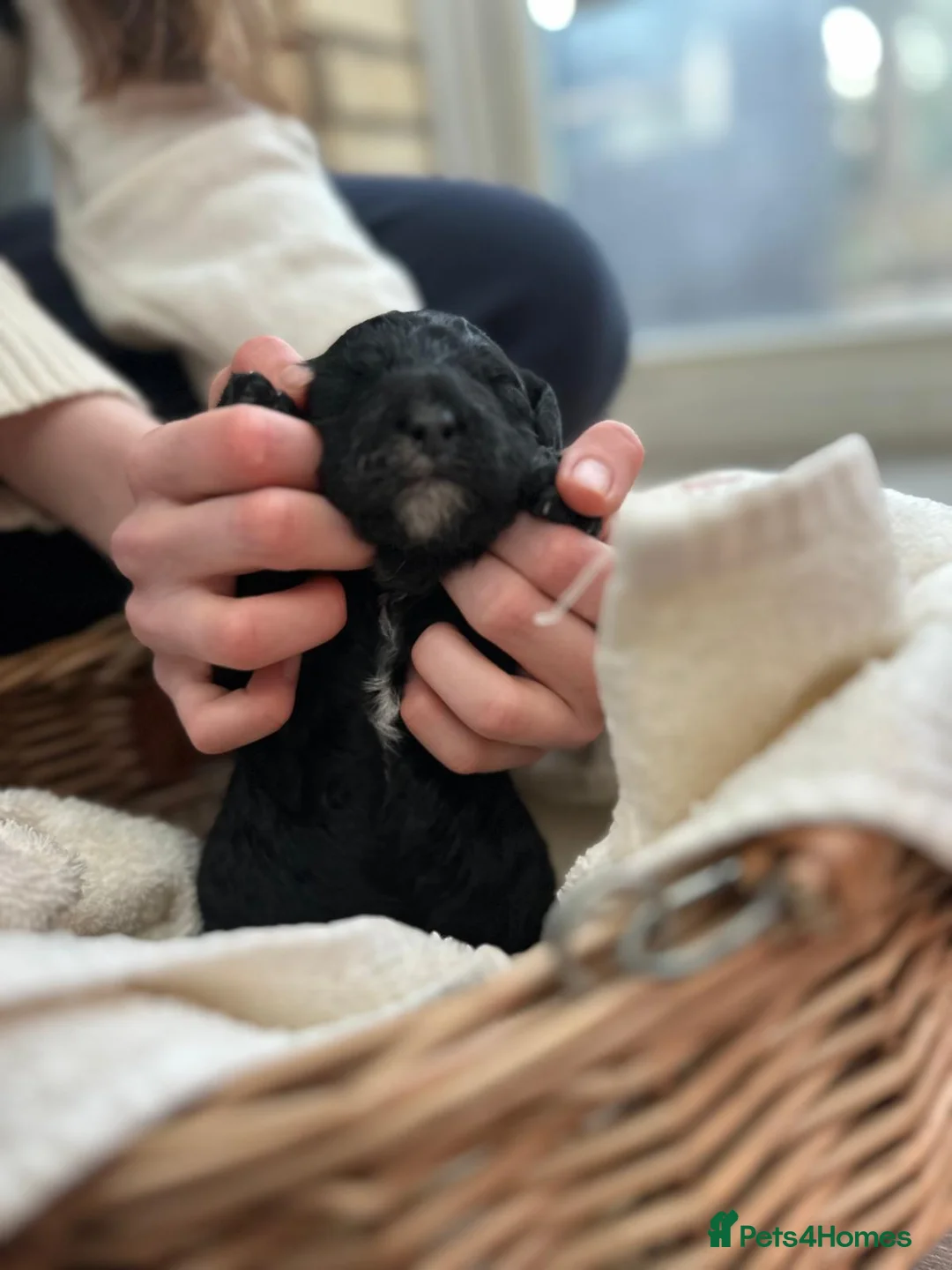 Goldendoodle dogs for sale: Rosa's Rascals Miniature Goldendoodles F2BB's - Advert 14