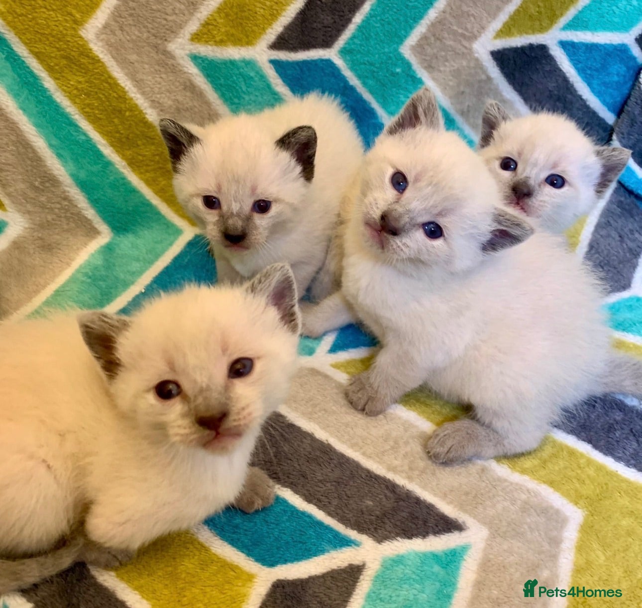 Siamese cats Beautiful seamese kittens 💙 - Advert 3