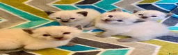Siamese cats for sale: Beautiful seamese kittens 💙 - Advert 1