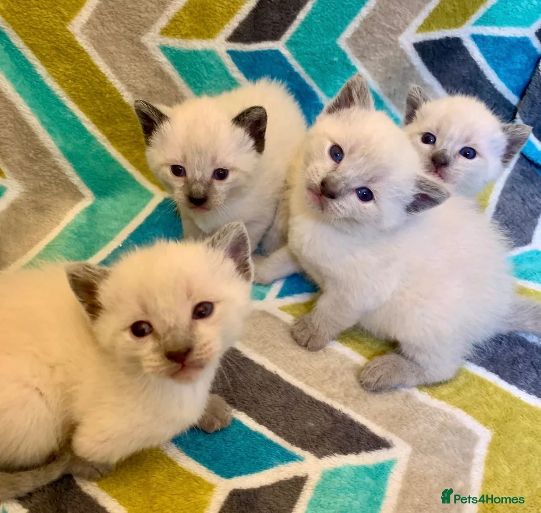 Siamese cats for sale: Beautiful seamese kittens 💙 - Advert 1