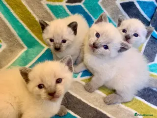 Siamese cats Beautiful seamese kittens 💙 - Advert 3