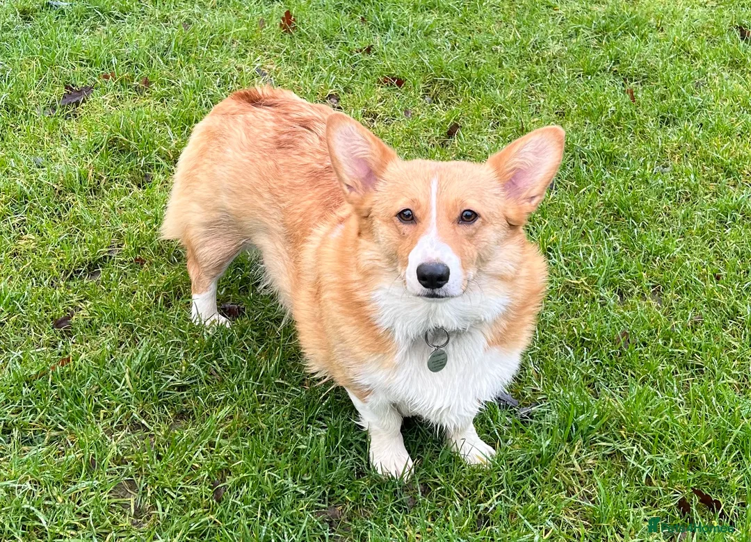 Welsh Corgi Pembroke dogs for sale: KC reg Welsh Corgi Pembroke puppies - Advert 2