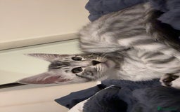 Maine Coon cats for sale: Bengal x Maine Coon kitten - Image 4