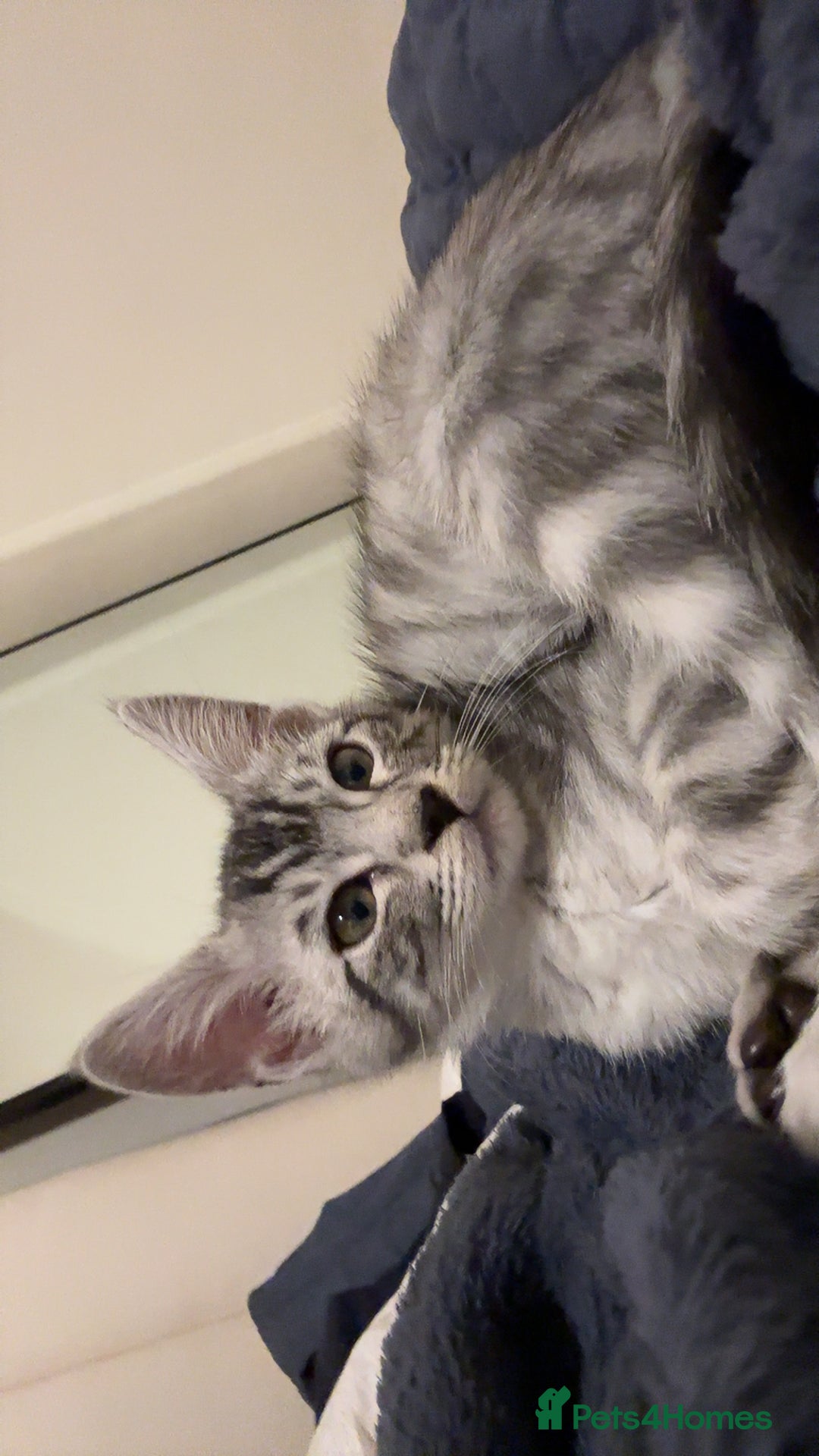 Maine Coon cats for sale: Bengal x Maine Coon kitten - Image 4