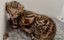 Bengal cats for sale: Exceptional show quality Brown TICA registered 🥰 - Image 5