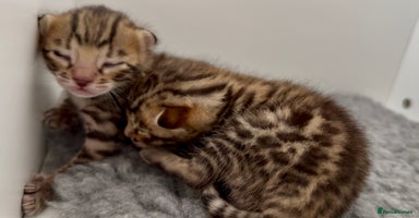 Bengal cats - Advert 9