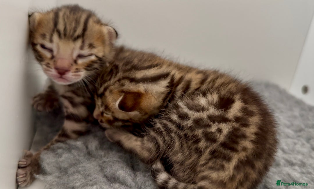 Bengal cats for sale: Exceptional show quality Brown TICA registered 🥰 - Image 5