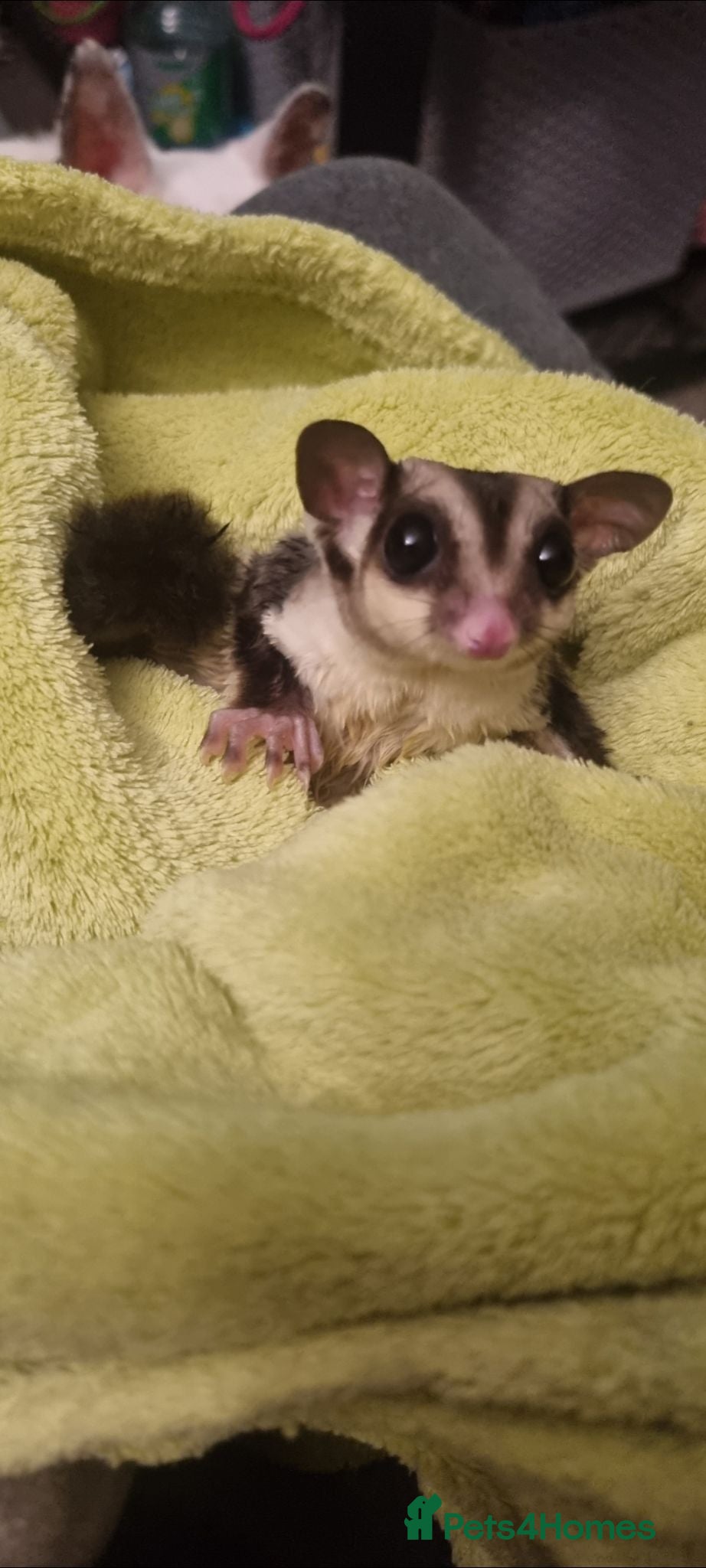 Mixed Breed invertebrates Sugar glider - Advert 4