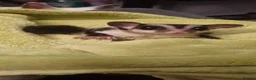 Mixed Breed invertebrates for sale: Sugar glider in Nottingham - Advert 1