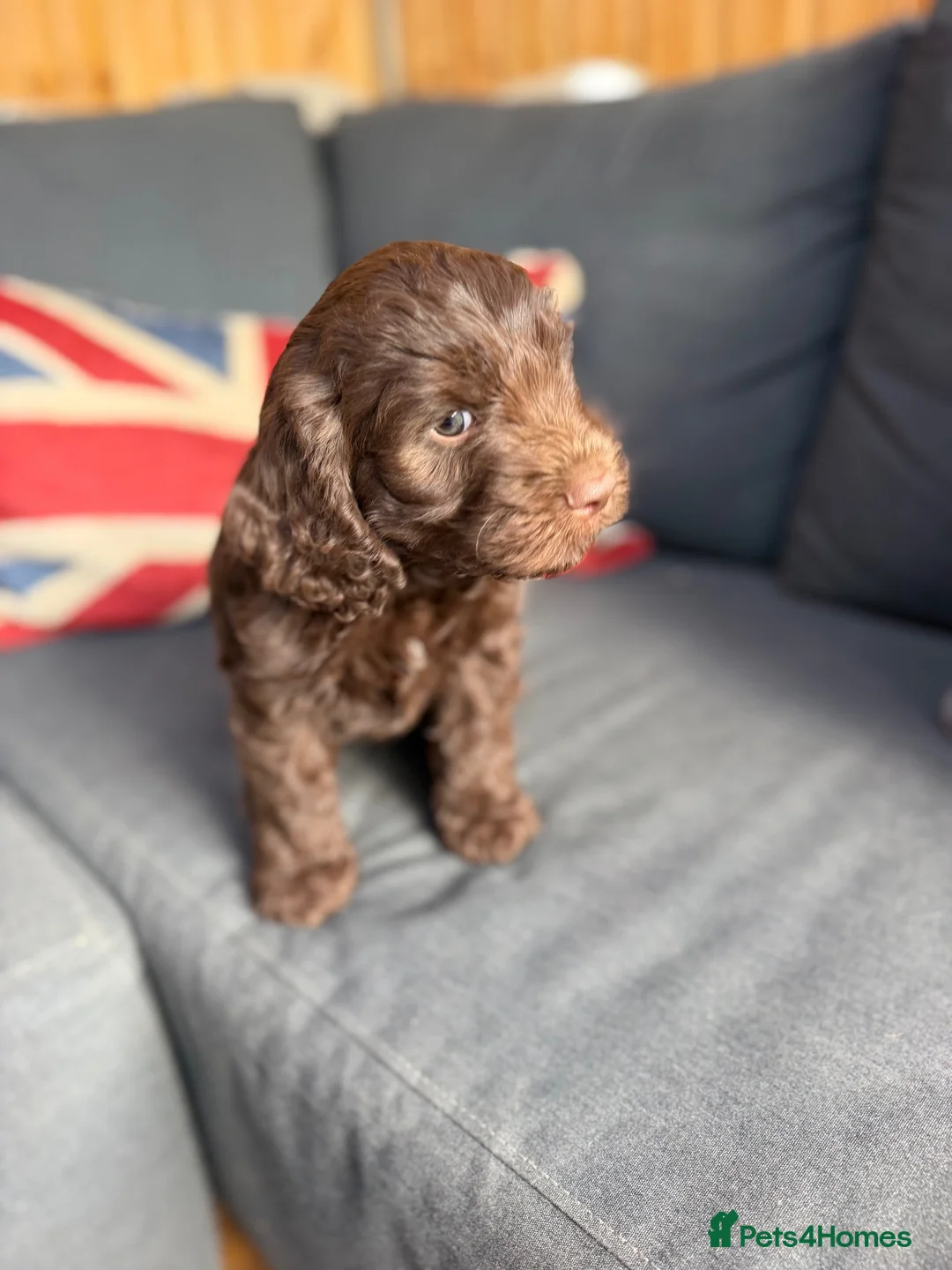 Lagotto Romagnolo dogs for sale: Lagotto Romagnolo x cocker  - Advert 12