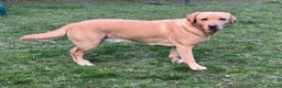 Labrador Retriever dogs for sale: Labrador Puppies For Sale - Advert 3