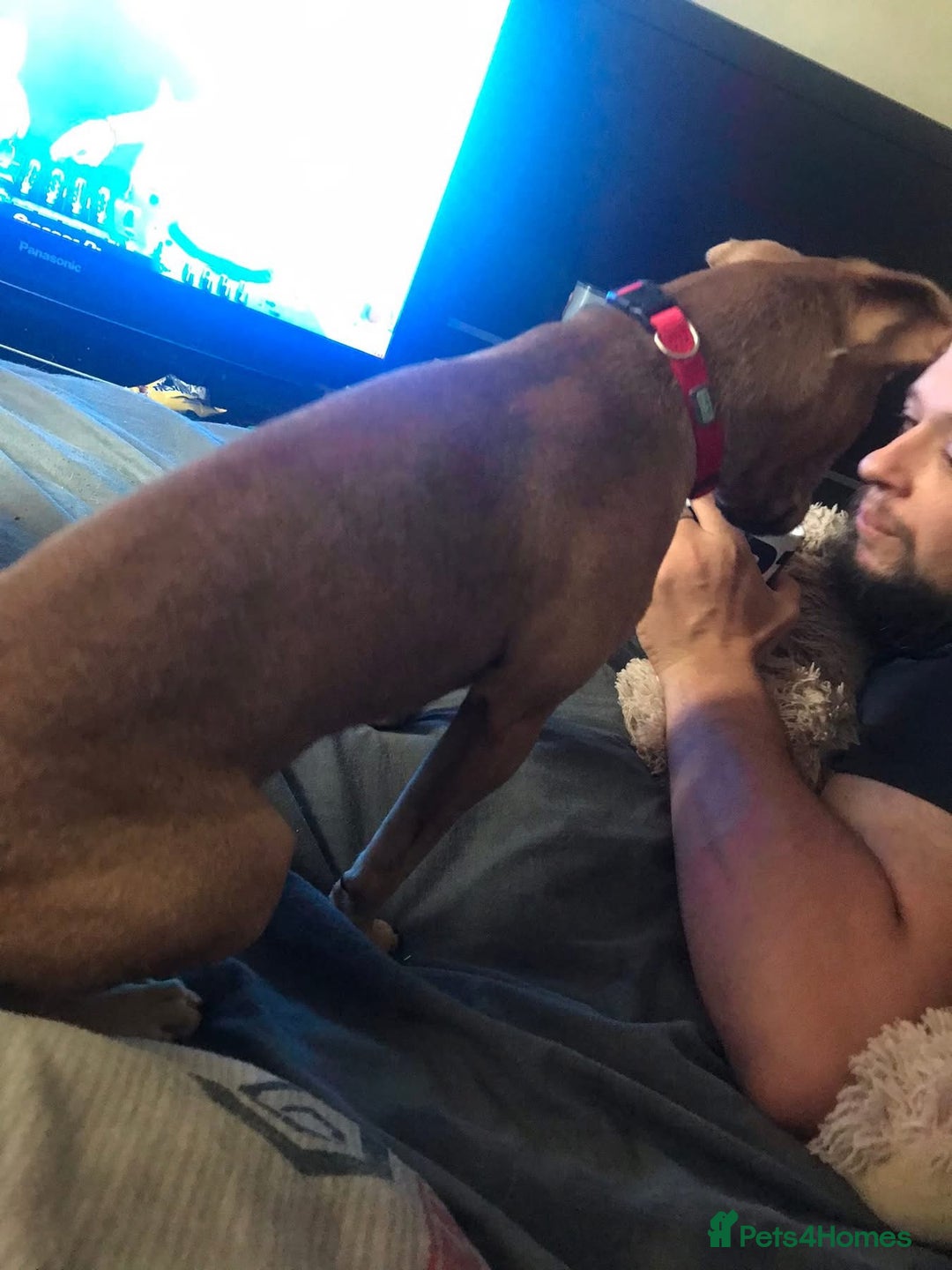 Mixed Breed dogs for sale: Alfie - Advert 17