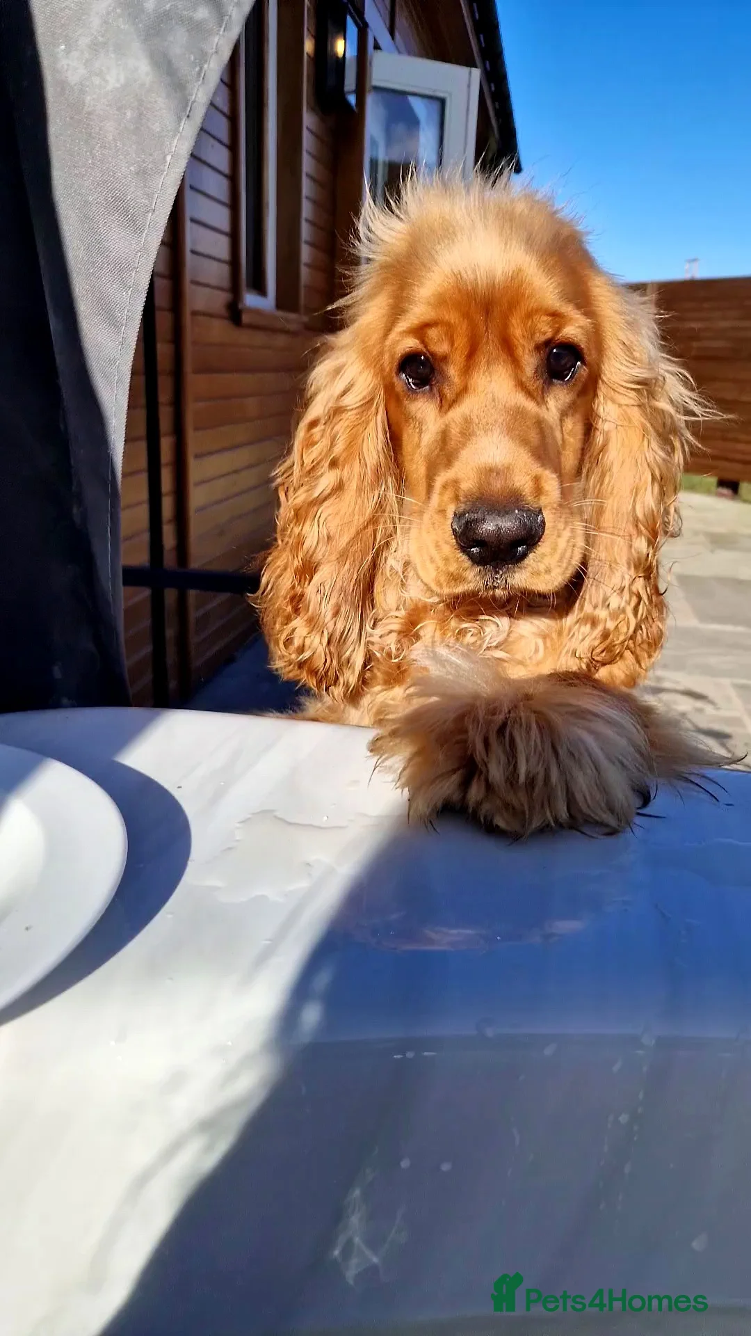 Cocker Spaniel dogs for stud: Handsome Cocker Spaniel-Whisky-Available for Stud in Kirkcaldy - Advert 9