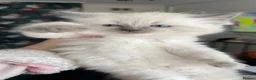 Ragdoll cats for sale: 3 Ragdoll kittens - Advert 1