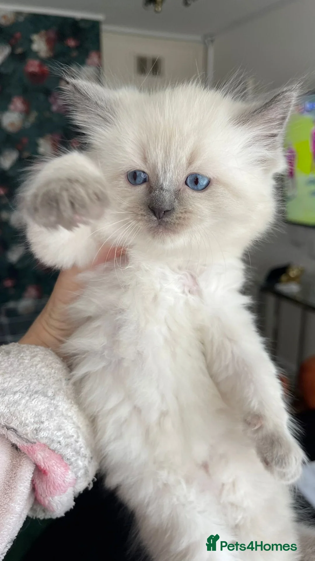 Ragdoll cats for sale: 3 Ragdoll kittens - Advert 1