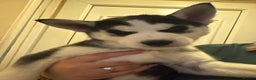 Siberian Husky dogs for sale: 5 Siberian husky puppies.  - Advert 9