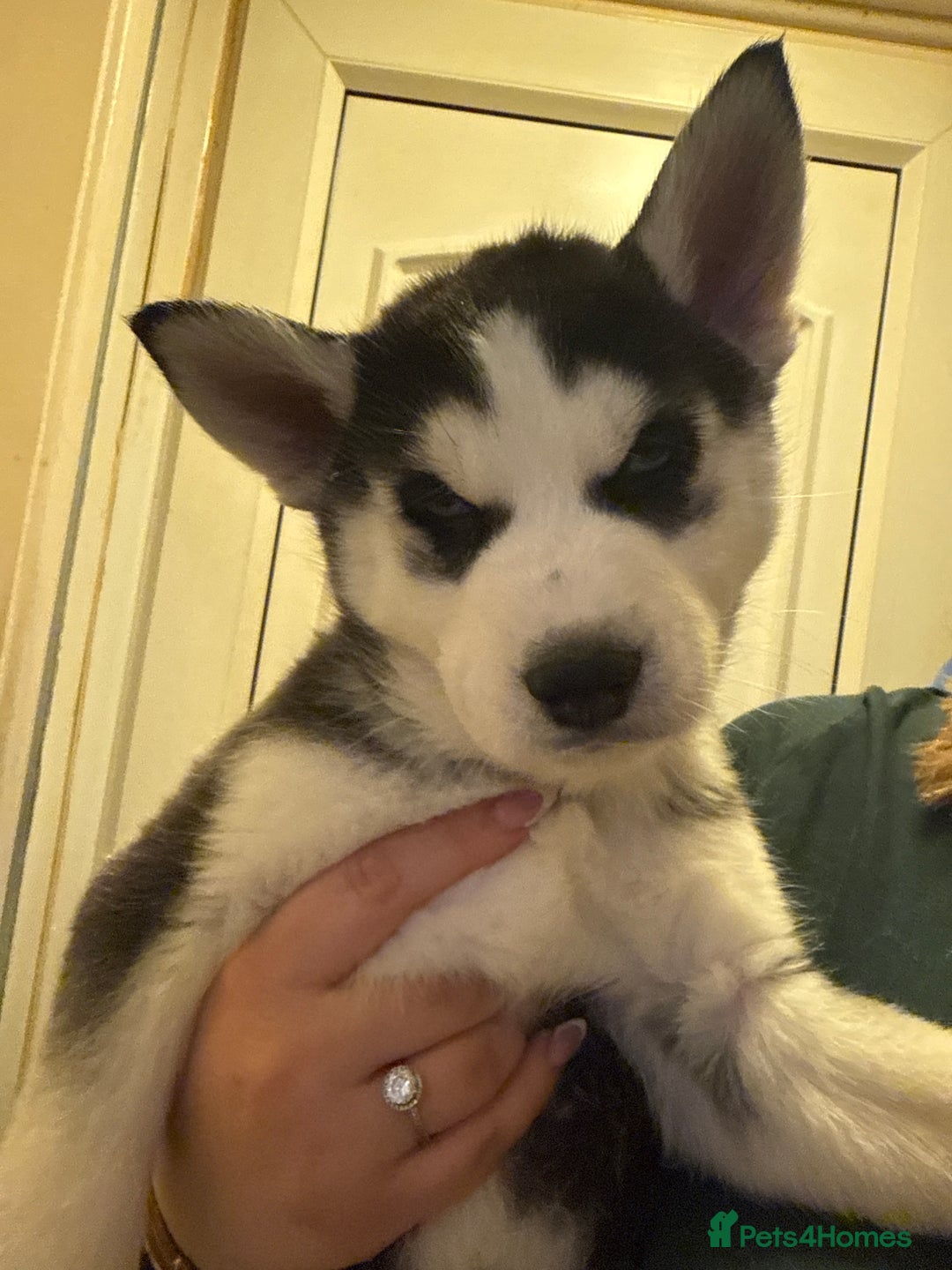 Siberian Husky dogs for sale: 5 Siberian husky puppies.  - Advert 9