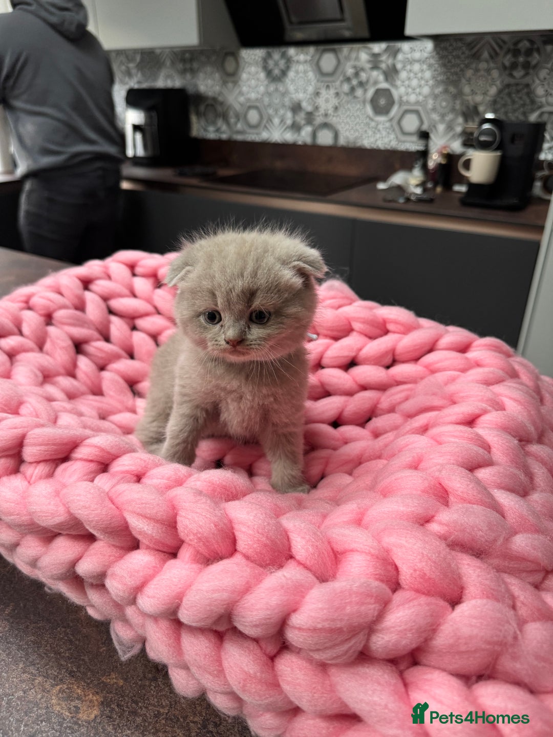 Scottish Fold cats for sale: Scottish Fold Kittens – Raised in our Family Home  - Advert 6