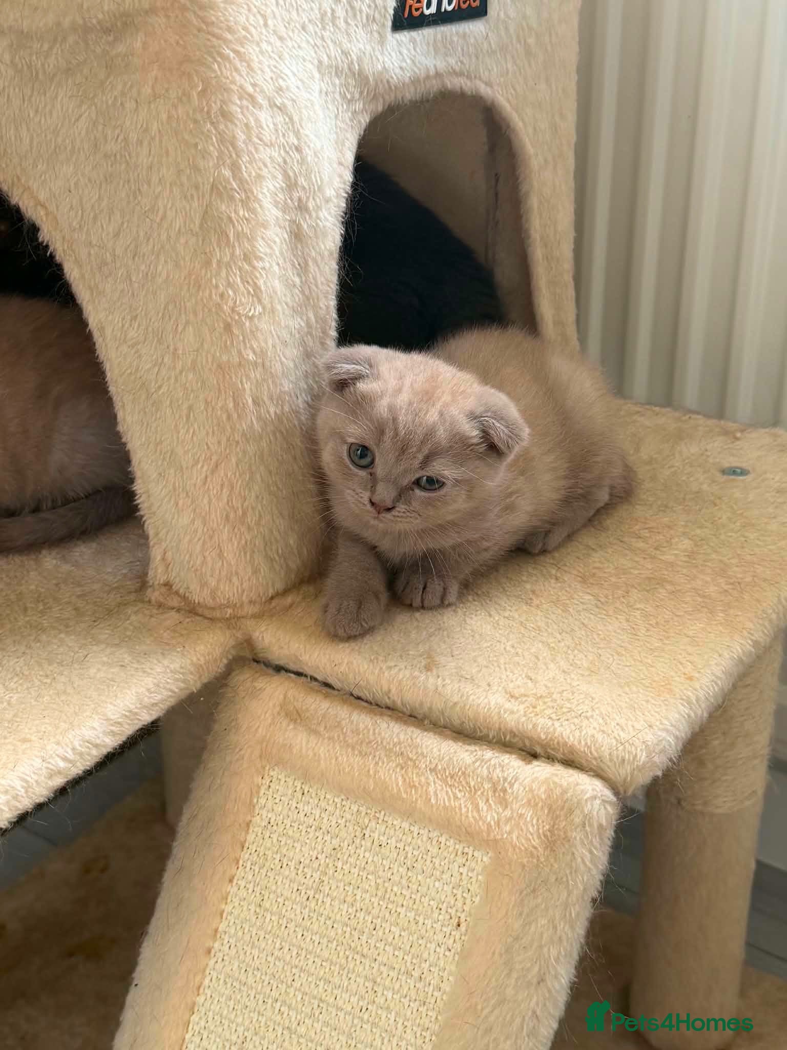 Scottish Fold cats 😻Scottish fold last boy available 🥰🥰🥰 - Advert 2