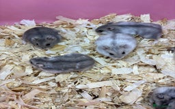 Hamster rodents for sale: Cute, friendly dwarf hamsters  - Image 11