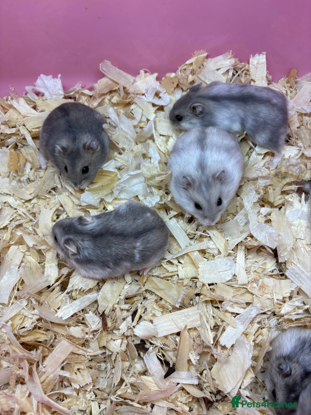 Hamster rodents for sale: Cute, friendly dwarf hamsters  - Image 11