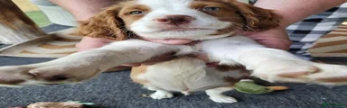 Brittany Spaniel 2